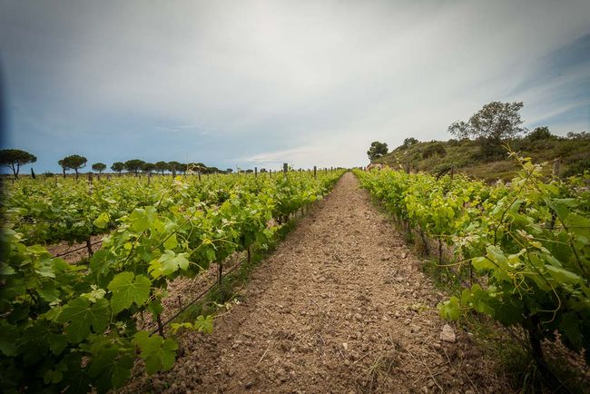 Domaine de la Ramade. Viñedos.