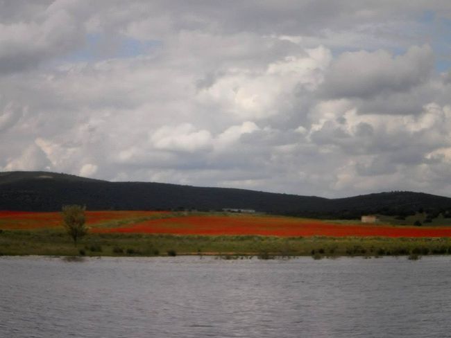La Flora y su paisaje.