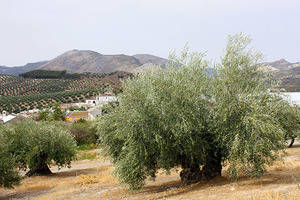 Priego de Córdoba