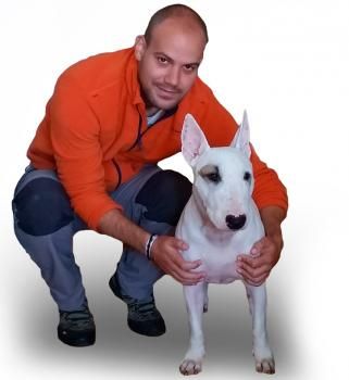 Cómo educar a nuestro de perro de manera correcta