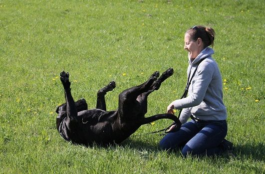 Propósitos de Año Nuevo para tu mascota