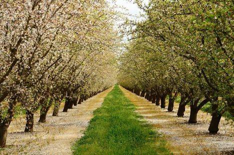 Nace Almendralia, un proyecto para la producción de almendra en España