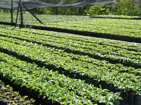 Angola aumentará la producción de café en los próximos años