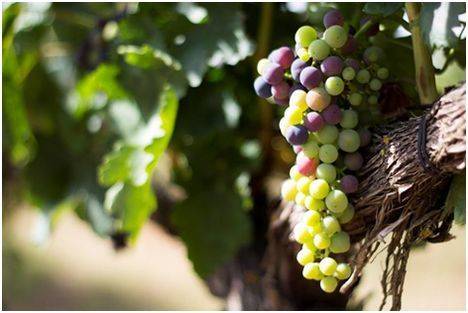 Barcolobo, presente en ProWein