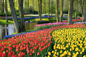 Holanda: de las obras de arte a las más bellas flores, pasando por el inmortal Bosco
