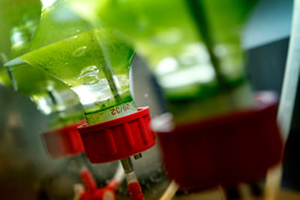 La apuesta por las microalgas alimentarias, ¿hacia dónde se orienta la UE?
