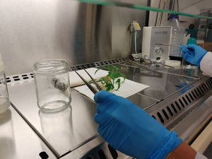 Biotecnología vasca para investigar (buenos) usos farmacológicos del cannabis