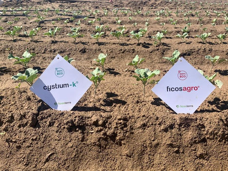 Los bioestimulantes de Ficosterra logran incrementar un 20% la productividad de la cosecha en los ensayos internacionales de Naciones Unidas