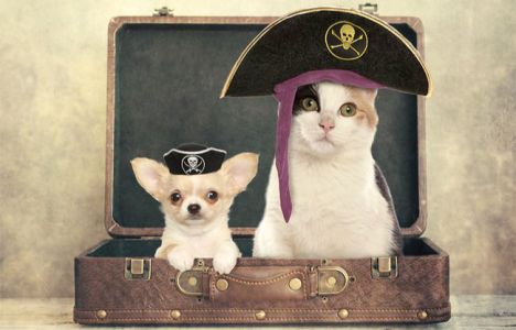 Consejos para viajar con tu mascota