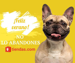 3 recomendaciones básicas para viajar con mascotas en verano