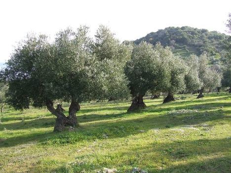 Jaén produjo hasta diciembre 240.681 toneladas de aceite