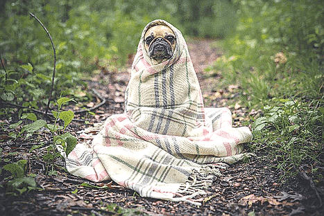 5 consejos para cuidar de tu perro en invierno