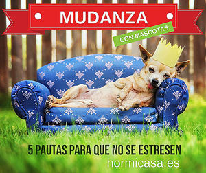 5 pautas para mitigar el estrés de las mascotas durante la mudanza, según hormicasa.es