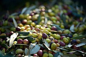 Concluye la campaña de la aceituna con una reducción del 46,8% respecto al año pasado
