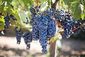 El sector vitivinícola cuenta para esta nueva campaña con los contratos tipo homologados de compra/venta de uva y vino
