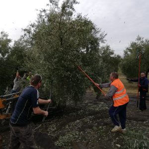 ASAJA, Comisiones Obreras y UGT de Jaén consideran que hay suficiente mano de obra para la recogida de aceituna