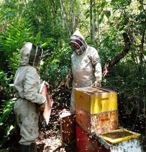 Aristeo Bee Venom desarrolla productos a partir del veneno de las abejas