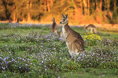 Australia