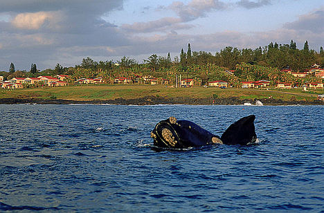 Ballena en Hermanus.