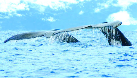Costa Rica celebra la IX Edición del Festival de Ballenas y Delfines