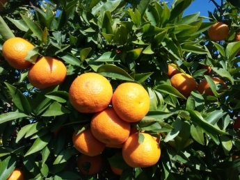 Los agricultores valencianos venden naranjas, mandarinas y otros productos online
