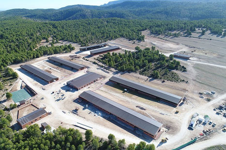 Cantero de Letur invierte 5 millones de euros en su nueva granja ecológica de 3.000 cabras