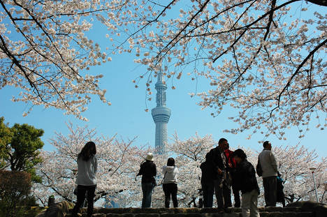 Cerezos y SkyTree_