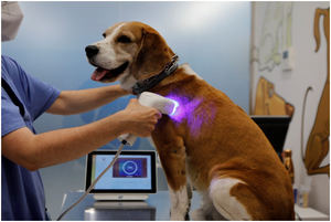 Cómo detectar el cáncer en tu mascota