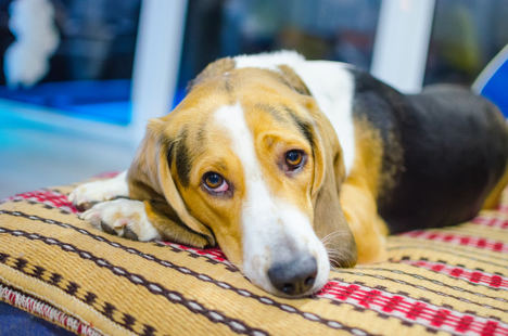 ¿Cuál es el destino de una mascota si fallece su dueño?