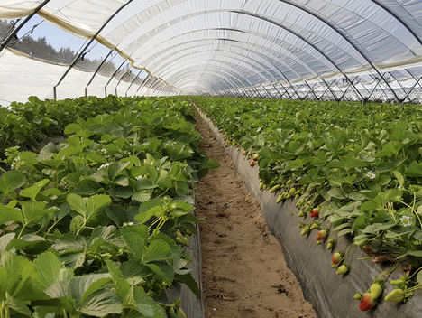 La Unión Europea aprueba ‘LIFE 4DOÑANA’