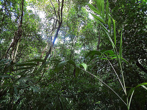 Los españoles cada vez más preocupados por la conservación de los bosques