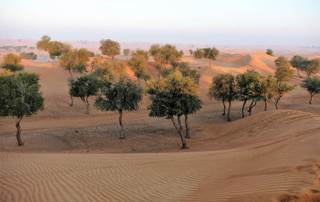 Nace Desert Leaves, la fundación para la gestión de la recuperación forestal en zonas áridas