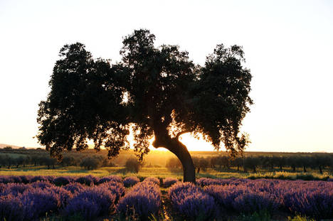 Vive tu momento ‘desconexión’ en las aguas de Balneario el Raposo (Extremadura)