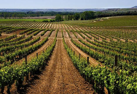 Enoturismo sobre dos ruedas entre viñas