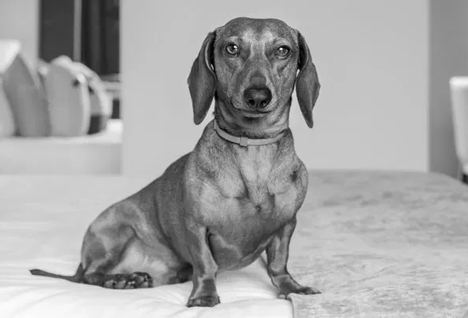 Eros, el perro “influencer”.