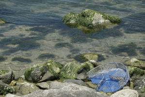 FPT Industrial hace otro concreto gesto para la sostenibilidad: tres toneladas de plástico de peces fuera de los mares de San Benedetto del Tronto