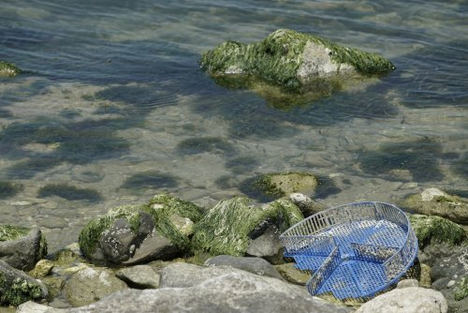FPT Industrial hace otro concreto gesto para la sostenibilidad: tres toneladas de plástico de peces fuera de los mares de San Benedetto del Tronto