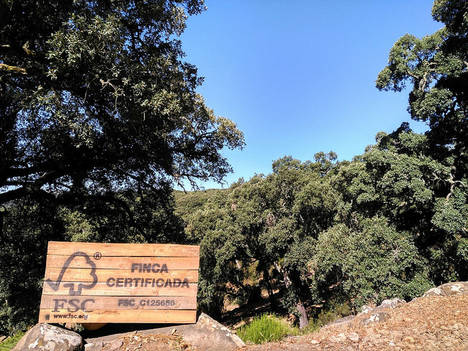 Tres pinares certificados FSC serán laboratorios naturales donde mejorar la adaptación de los bosques españoles al cambio climático