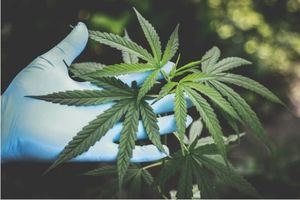 La legalización del cannabis genera un buen impacto económico y de empleo
