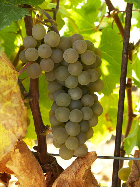 La Ruta del Vino de Rueda presenta sus actividades de verano