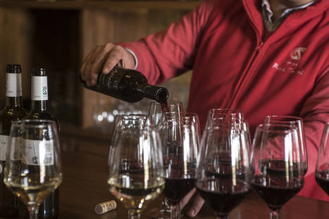 La Ruta del Vino Ribera del Guadiana incrementa sus visitantes un 16,45%