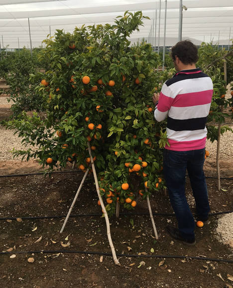 Crean la primera APP que identifica plantaciones irregulares de una variedad protegida de cítricos