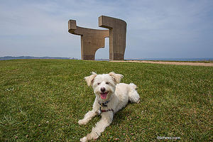 Las 10 ciudades más dog-friendly de España