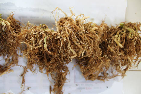 Grupo Iñesta investiga para hacer frente a los nematodos fitoparásitos