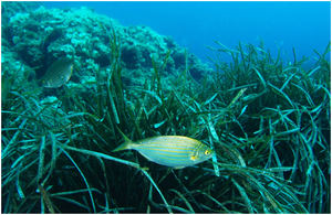Grupo Saona celebra su 7º aniversario apadrinando 1.000 metros cuadrados de posidonia mediterránea