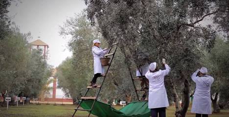 La primera producción AOVE ecológico de la campaña 16/17comienza a recogerse en la exclusiva Hacienda Guzmán