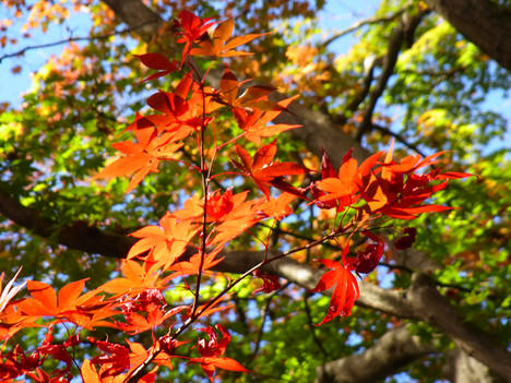 Hojas coloridas Monte Takao.