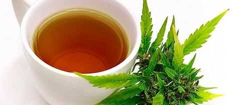 Infusión de marihuana medicinal.
