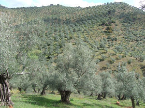Agricultura desarrolla 13 proyectos de investigación para la adaptación del sector agrario al cambio climático en Andalucía