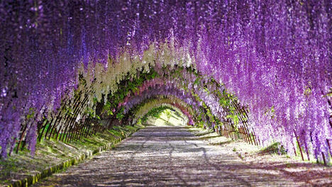 Musgo rosa, túneles de glicina y campos de colza, la otra primavera de Japón